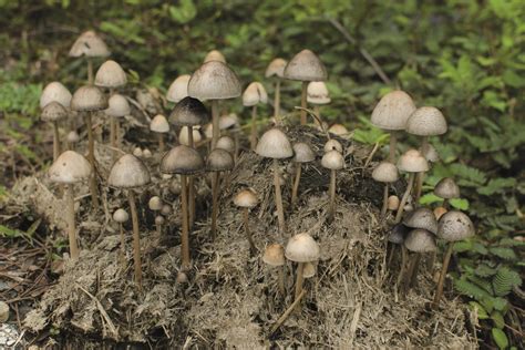 Identifying Psilocybin Mushrooms