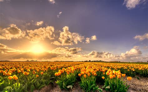 Yellow Tulip Flowers Field At Sunset Holland Rich Flowers Pure Gold