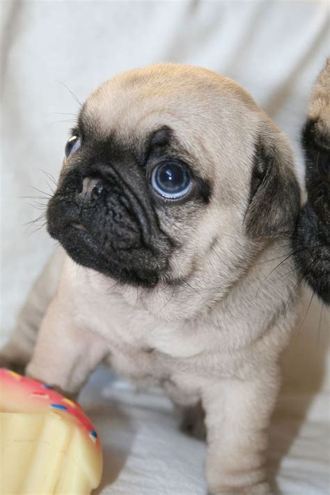 The 25 Best Cute Pug Puppies Ideas On Pinterest Pugs