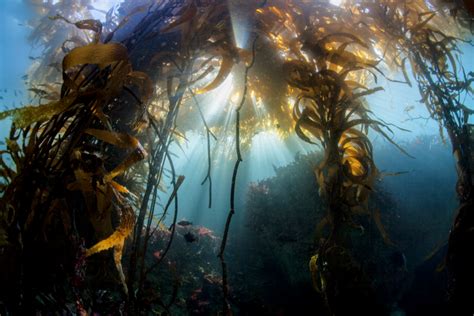 Giant Kelp Are Struggling But Not In Patagonia