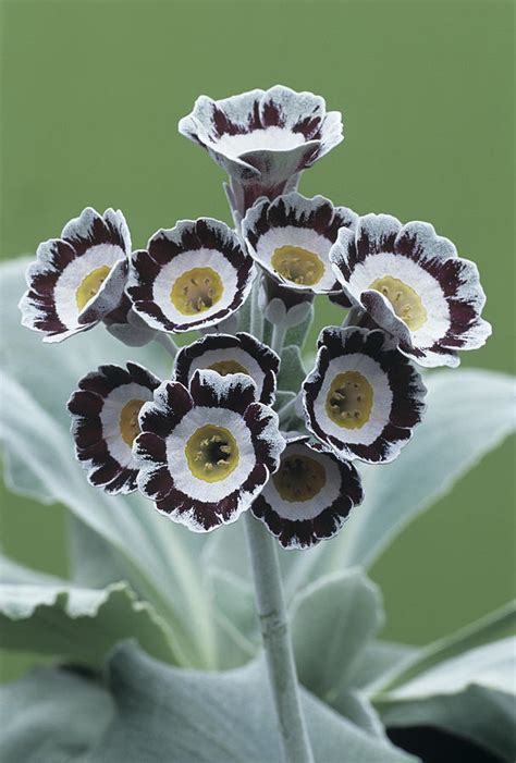 How much does the shipping cost for star wars flowers? Show Auricula 'star Wars No. 1' Flowers Photograph by ...