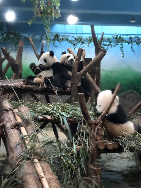 Visiting Giant Panda Breeding Research Base In Chengdu Sichuan Province