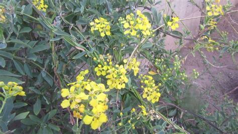 The scientific name is callaeum macropterum (previously mascagnia macroptera). Yellow Orchid Vine- Mascagnia/Gallaeum macroptera - YouTube