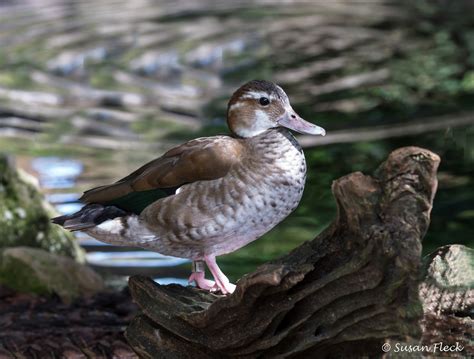 Ringed Teal