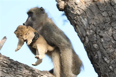 Baboon Grooms Little Lion Cub In South Africas Kruger Park