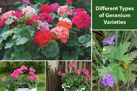 Different Types Of Geranium Varieties Pretty Kinds Embracegardening