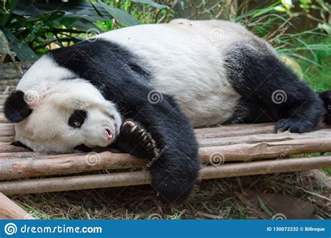 Adult Giant Panda Bear Feeling Lazy And Sleeping On A Wood In A Stock