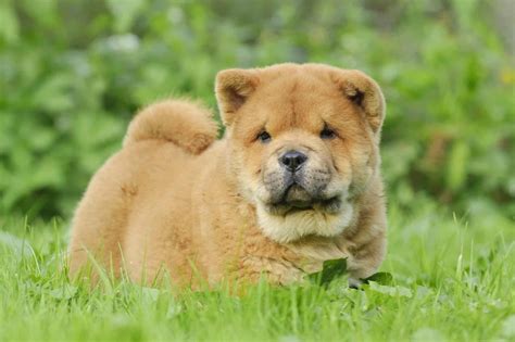 How Much Does A Chow Chow Cost 2023 Price Guide