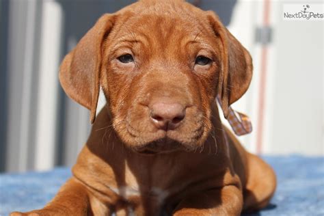 Sebastian Rhodesian Ridgeback Puppy For Sale Near Southeast Ks Kansas