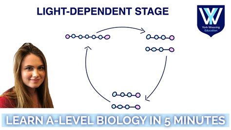 photosynthesis light independent stage learn a level biology in 5 minutes youtube