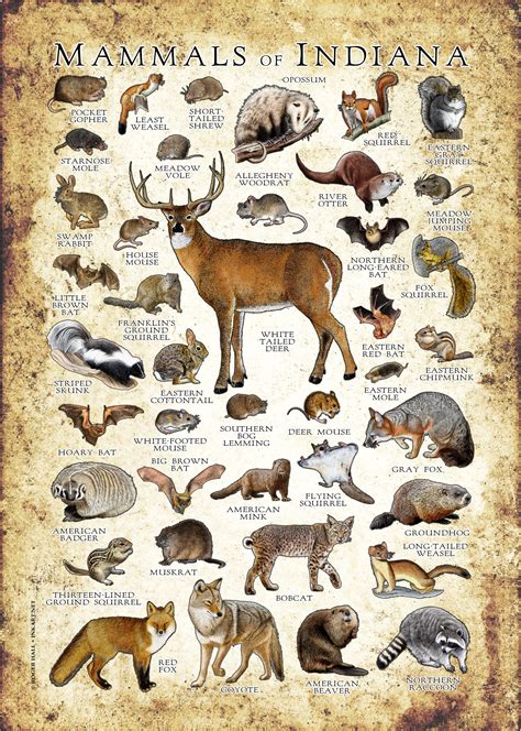 Mammals Of Indiana Poster Print