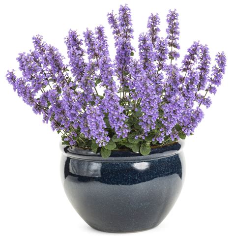 Tons of sales, but 1.6 should do the trick'. 'Cat's Pajamas' - Catmint - Nepeta hybrid | Proven Winners