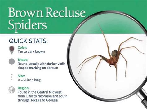 5 Common House Spiders And How To Treat Spider Bites Brown Recluse