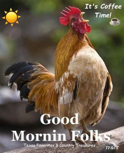Good Morning Rooster Chickens And Roosters Beautiful Chickens