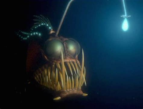 10 Sea Creatures We Hope To See In Aquaman