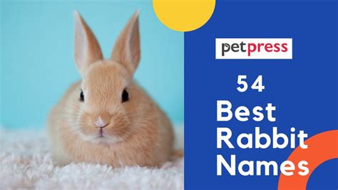 Best Rabbit Names Complete Rabbit Name Ideas Youtube