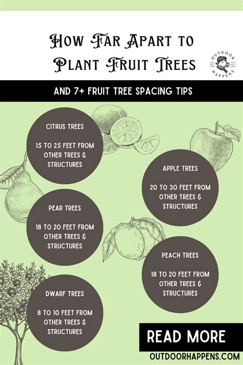 How Far Apart To Plant Fruit Trees Fruit Tree Spacing Tips