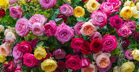 Mixed Multi Colored Roses In Floral Decor Colorful