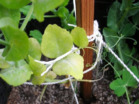 Why are the leaves on my sweet peas turning yellow? My Container Garden