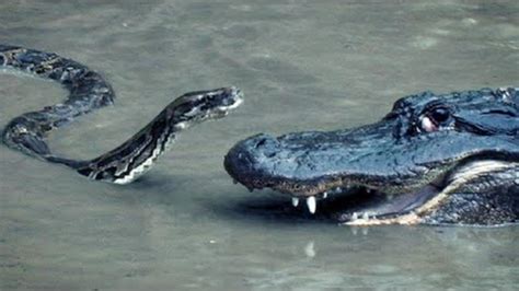 Python Vs Alligator Watch This Real Fierce Fight Between Python
