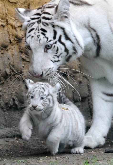 Tigres Blancs Maman Et Son Petit He Has Made All Things Beautiful