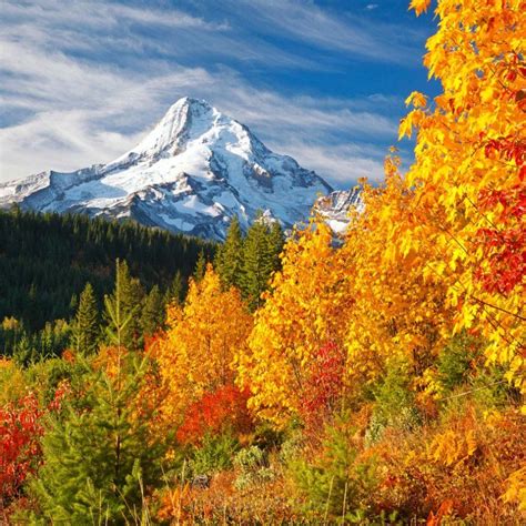 amazing beautiful fall morning enjoy nature 🌻 ☀️ 💛 enjoynature twitter fall desktop