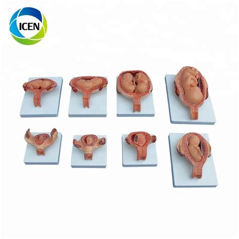 In Human Anatomy Female Internal And External Genital Organs Model