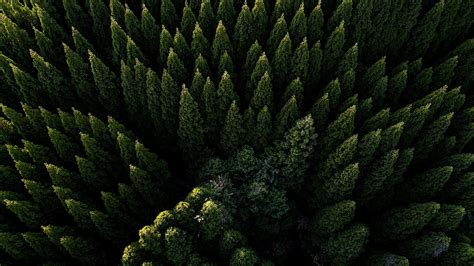 Forest Aerial View 4k Wallpapers Wallpaper Cave