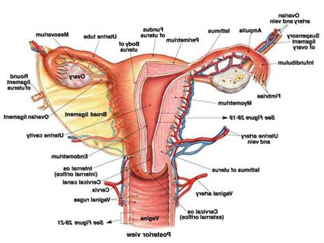 Anatomy Of Women Reproductive System Medicinebtg