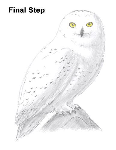 How To Draw A Snowy Owl Owls Drawing Snowy Owl Art Owl Sketch