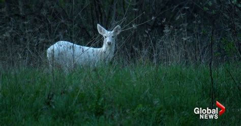 ‘this Is Like The Most Exciting Day Of My Life Rare White Deer