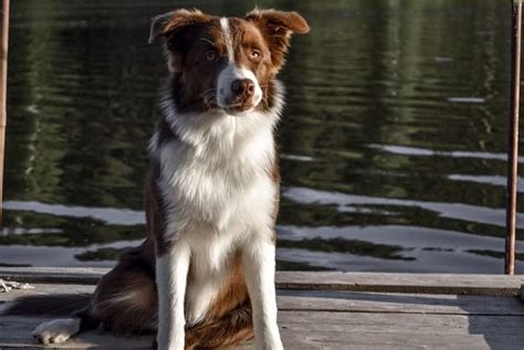 The Bernese Mountain Dog Border Collie Mix The Beautiful Bordernese