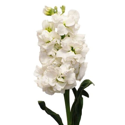 Stock White Flower Stock Flower White Flowers Wedding Flowers