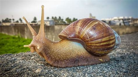 Hundreds Of Giant Snails Take Over Florida Killing Plants And Wildlife