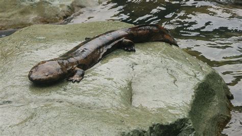 The Worlds Largest Amphibian The Chinese Giant Salamander Is Being
