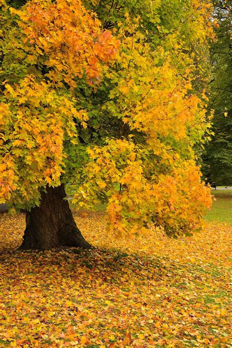 Autumn Foliage | Autumn scenery, Autumn scenes, Autumn trees
