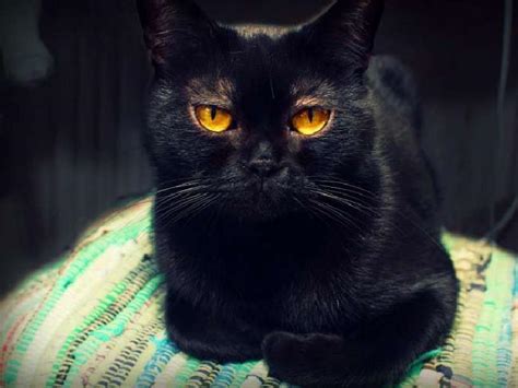 For the best experience, we recommend you upgrade to the latest version of. Bombay cat