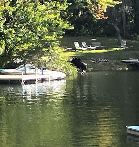 Moose Exits Highland Lake At Warners Beach After Fall Swim The