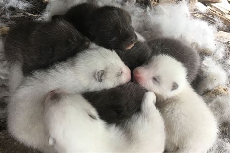 Mai 2019 Naissances De Renards Polaires Au Parc Zoologique Cerza