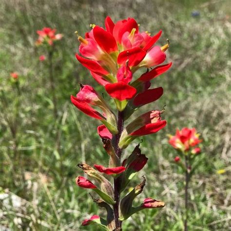 Maybe you would like to learn more about one of these? Pin by Ginger ellis on 111 Wild Flowers & Fauna | Wild ...