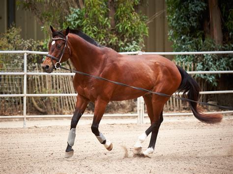 How To Lunge A Horse With A Bridle How To Lunge Your Horse For The