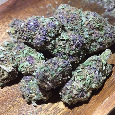 Photos Of Purple Passion Weed Strain Buds Leafly