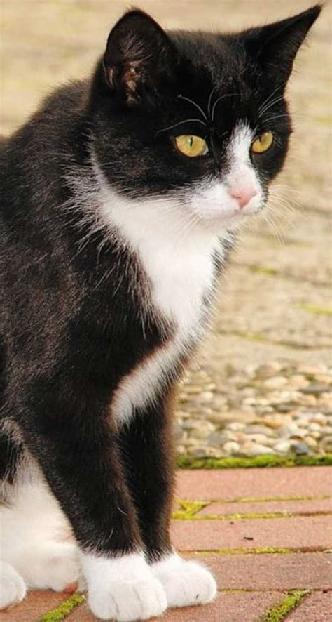 The Tuxedo Cat Cat Breeds