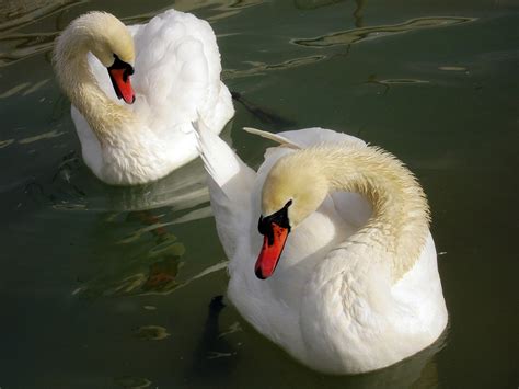 Aves Aquaticas De Pescoço Longo