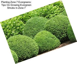 With so many varieties available in the shrubbery family, it is easy to find the perfect plant for every landscape need. Dwarf Flowering Trees Zone 7 | AgriSeek.com