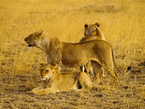 Dois Grandes Leões Machos Deitados Em Erva Alta Assistindo Em Serengeti