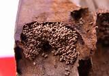 Termite Poop Pictures Images