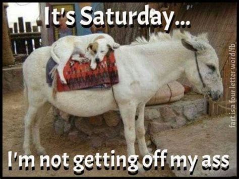 Happy Saturday In 2020 Funny Animal Memes Funny Dog Pictures Animal