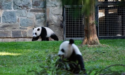 Giant Panda Cub At Smithsonians National Zoo Global Times
