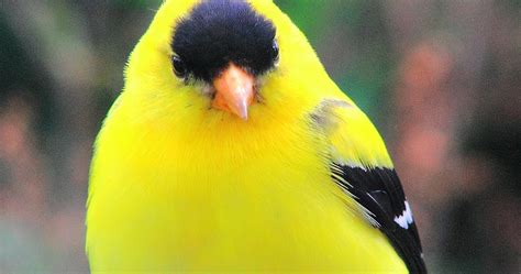 American Goldfinch Ryan Maigan Birds